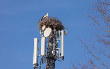 white Stork nesting on a cell tower, ignoring the danger of radiation