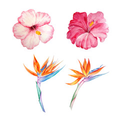 Fototapeta na wymiar watercolor tropical flowers
