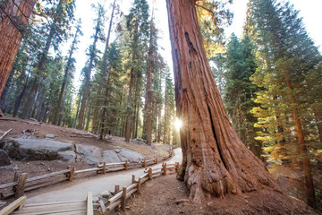 Sunset in Sequoia national park in California, USA