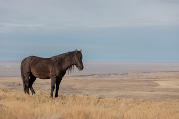 Fototapeta na wymiar Majestic Wild Horse Stallion in the Utah Desert in Winter