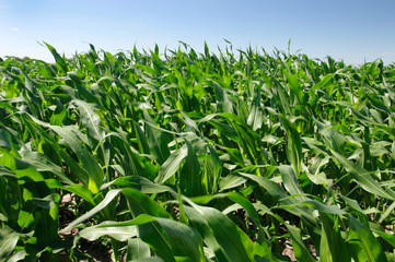 Поле молодой кукурузы