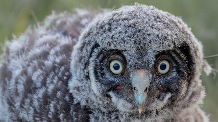 portrait of an owl