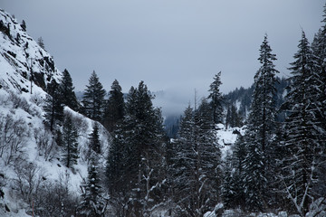 forest in winter