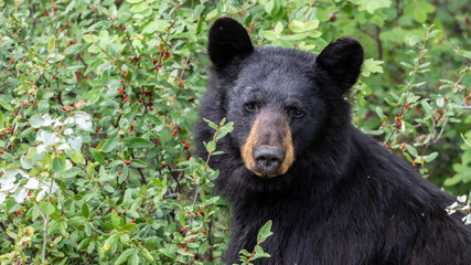 Black Bear