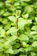 Close up of peppermint plant growing in the garden