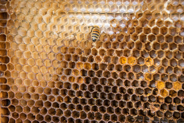 Wax frame after pumping honey from them, close up