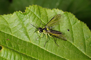 Tenthredo mesomela Tenthredo mesomela, Blattwespe DE, RLP, Kröv, Mosel 24.05.2015