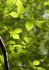 Beech leaves in woodland at Haresfield Beacon