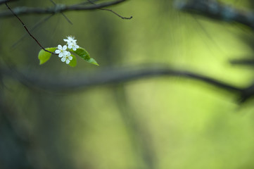 Flowering branch of Pin cherry (Prunus pensylvanica). Shallow DOF.