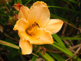 Yellow day lily (Hemerocallis) flower with a hoverfly