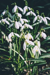 kwitnące przebiśniegi © Basia