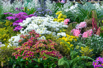 Colorful flower bed in garden flowers