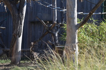 Naklejka premium Affe 5