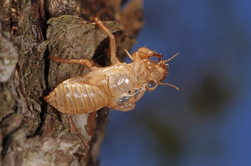 Cicada orni Linnaeus, 1758 Cicada orni, Singzikade , Exuvie FR, Provence, Saint-Rémy-de-Provence...