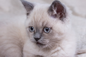 Pets. Cute little british shorthair lilac kitten.