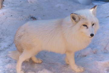 Ranch Arctic fox