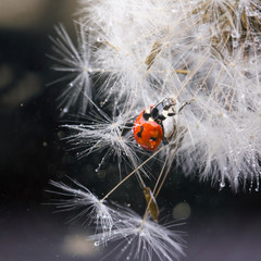 Beautiful nature background with dandelion and ladybug.