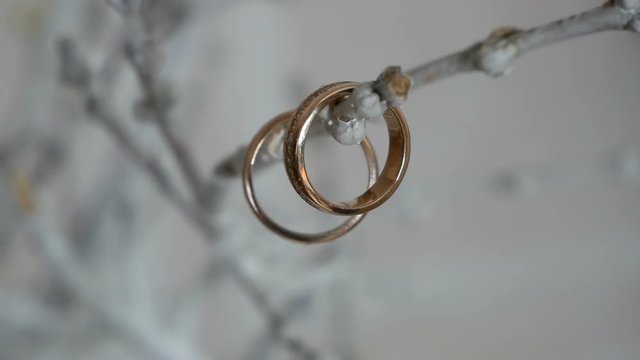 Wedding rings on a tree branch