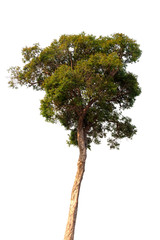 Isolated tree on white background