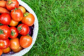 Organic vegetables in basket in grass. Fresh potato, carrot in the vineyard countryside for sell in the markets