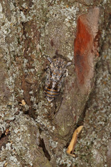 Cicada orni Linnaeus, 1758 Cicada orni, Singzikade FR, Provence, Saint-Rémy-de-Provence 01.07.2015