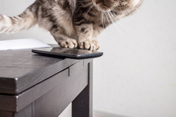 Cat is sitting next to a cell phone, dangerously and carelessly left at the edge of the table.