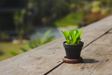 Cactus on the outdoor wooden table