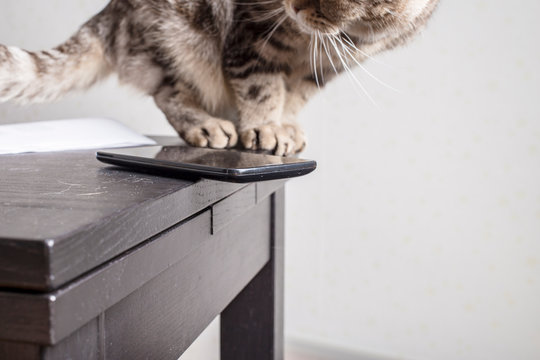 Cat Is Sitting Next To A Cell Phone, Dangerously And Carelessly Left At The Edge Of The Table.