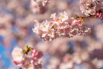 Blooming cherry tree in springtime. Beautiful spring pink flowers in a park. Nature wallpaper background with blossoming Sakura. Selective focus. Game of color.  Copy space.