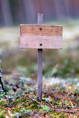 Wooden empty plaque in the forest, solitude, solitude, environmental protection