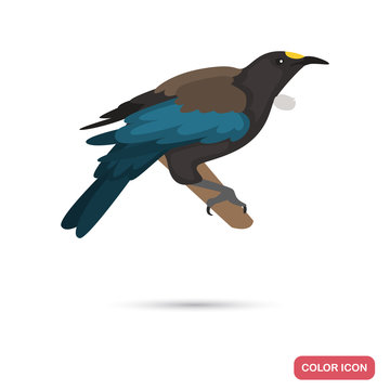 New Zeland tui bird color flat icon for web and mobile design