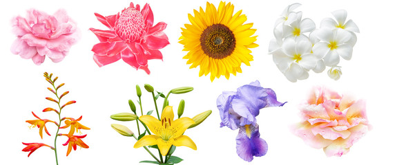 Collection of flowers isolated on white background