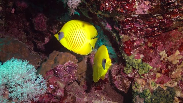 Masked butterflyfish (Chaetodon semilarvatus), fish slowly swims over a coral reef. Red Sea, Abu Dubb. Egypt