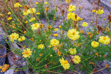 yellow Starburst flowers