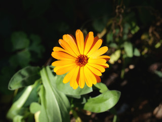 orange calendula