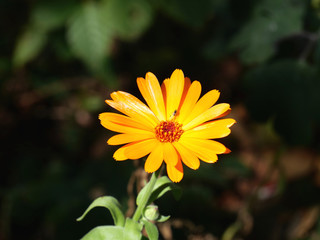 orange calendula