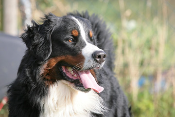 Schöner aufmerksamer Berner Sennenhund 