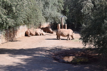 Nashorn 8