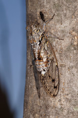 Cicada orni Linnaeus, 1758 Cicada orni, Singzikade FR, Provence, Saint-Rémy-de-Provence 01.07.2015