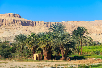 Fertile banks of the Nile. Valley of the Nile river. Palm trees and fields on Nile riverside in Egypt