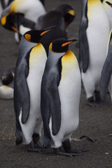 royal penguin to Crozet in southern island