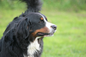 Berner Sennhund vor grünem Hintergrund
