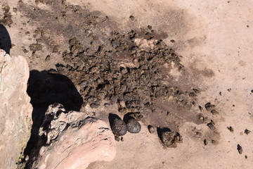 Hinterlassenschaften von Nashörnern