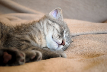  Little scottish fold kitten sleeping on the bed