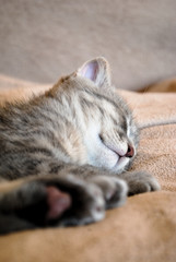 Fototapeta na wymiar Little scottish fold kitten sleeping on the bed