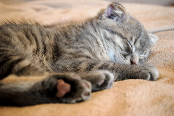 Naklejka na ściany i meble Little scottish fold kitten sleeping on the bed