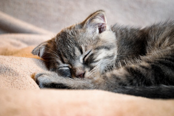  Little scottish fold kitten sleeping on the bed