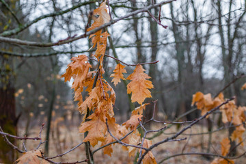 Yellow oak colorful leaves close-up, in the autumn season