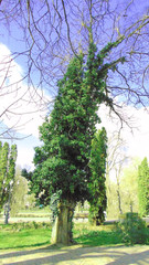 flores e insectos hermosos