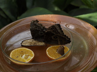 schmetterling